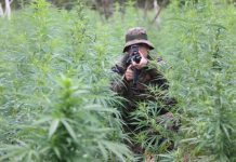 PM e PF desmontam roça de maconha em sítio usado de fachada como criação de caprinos e ovinos