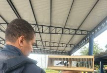 PRF flagra transporte ilegal de aves silvestres na BR 116 em Feira de Santana