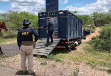 PRF e Guarda Municipal unem esforços em operação para recolhimento de animais soltos nas BR’s 110 e 235 município de Jeremoabo