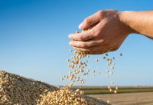 Colheita da soja no Oeste da Bahia se aproxima da metade da área plantada