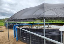 Bahia fortalece produção de peixe para a Semana Santa com novas agroindústrias