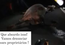 Condutor de moto colide com animal na BA-120