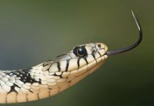 Cientistas avançam em produção de antídoto universal para veneno mortal das serpentes