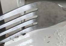 Formigas na cozinha? Existe uma forma simples de resolver o problema