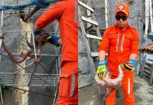 Jiboia de cerca de 1,5 metro é encontrada em quintal de casa