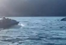 PF não vê crime de Bolsonaro em caso da baleia ao concluir investigação