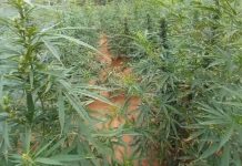 Operação desmonta roça de 2 toneladas de maconha no Norte baiano