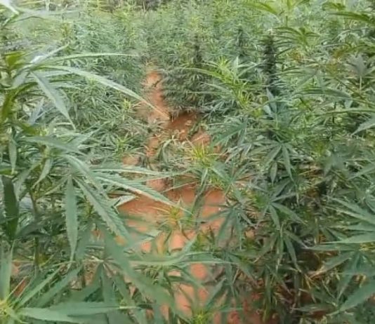 Operação desmonta roça de 2 toneladas de maconha no Norte baiano