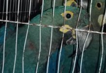 PF deflagra operação de combate ao tráfico de animais ameaçados de extinção em Salvador