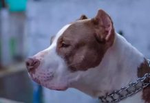 Homem sofre ferimentos graves após ser atacado por cão na Bahia