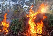 Homem morre em troca de tiros e polícia encontra mais de 20 mil pés de maconha no norte da Bahia