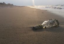 Mensagem em garrafa de 40 anos é encontrada por catadora de lixo