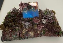 Carteira perdida no mar há mais de 16 anos é achada em praia