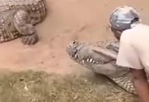 Tratador escapa por pouco de ter órgãos genitais devorados por crocodilo