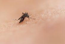 Três mortes por dengue são confirmadas e número de óbitos sobe para 12 na Bahia