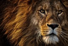 Descubra como a Receita Federal identifica sonegação de IR