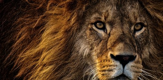 Receita antecipa liberação do programa de Imposto de Renda de 2024