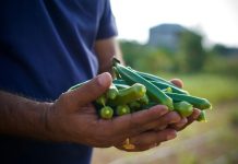 Ataque de fungo preocupa produtores de quiabo