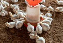 Justiça bloqueia bens de frigorífico que promoveu demissão em massa em Valença