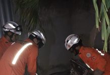 Porco espinho é resgatado por bombeiros de Senhor do Bonfim