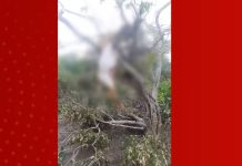 Rio transborda após forte chuva no norte da Bahia; cabras morreram após serem arrastadas pela enxurrada