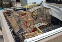 PM resgata cerca de 700 pássaros silvestres em cativeiro ilegal na BA; ao menos 200 estavam debilitados e foram levados ao Ibama