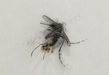 Sesab confirma morte por dengue em Itaberaba