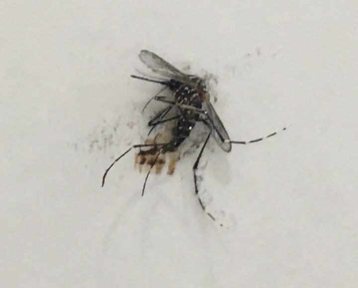 Dengue Itaberaba Noticias