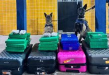 Duas mulheres são presas com mais de 50kg de drogas na BR-242 Duas mulheres são presas com mais de 50kg de drogas na BR-242