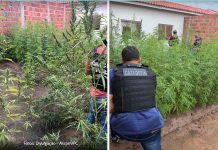 Homem é preso em flagrante com 250 pés de maconha no quintal de casa