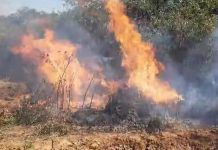 Mais de 30 mil pés de maconha são encontrados pela polícia Mais de 30 mil pés de maconha são encontrados pela polícia