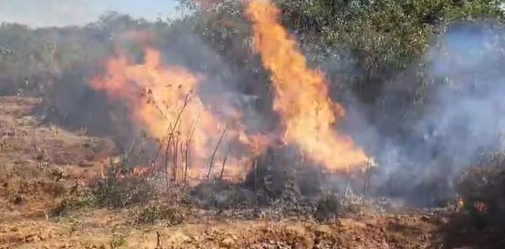 Mais de 30 mil pés de maconha são encontrados pela polícia