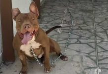 Duas pessoas são resgatadas com ferimentos graves após serem atacados por pitbull Cachorro foi contido pelos policiais e deixado em local coberto, na casa dos tutores, em Ubatuba