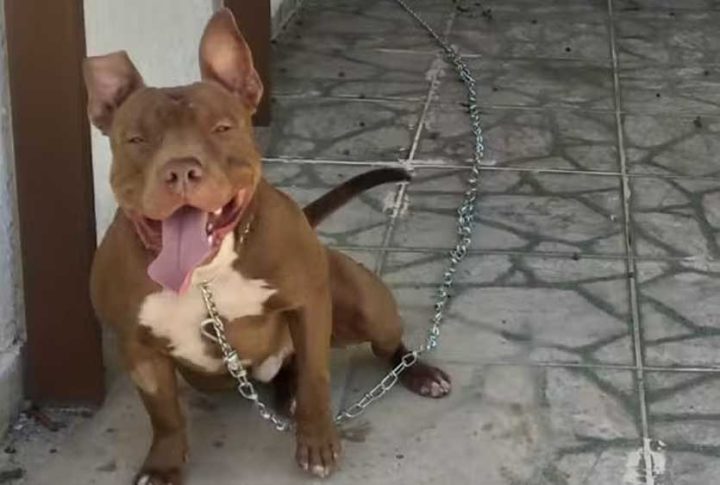 Cachorro foi contido pelos policiais e deixado em local coberto, na casa dos tutores, em Ubatuba Cachorro foi contido pelos policiais e deixado em local coberto, na casa dos tutores, em Ubatuba