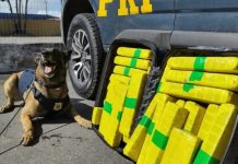 Cão farejador encontra 22Kg de maconha em ônibus na Bahia
