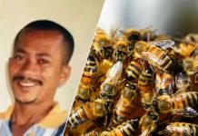 Homem de 44 anos morre após ser atacado por abelhas