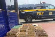 PRF apreende mais de 1.100 aves silvestres transportadas ilegalmente em Jequié