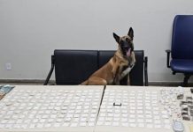 Lider do tráfico de drogas em Monte Santo morre em confronto com policia FICCO, PM e PC alcançam líder do tráfico de drogas da cidade de Monte Santo