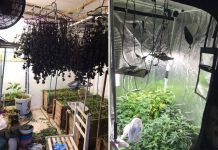 Operação policial desarticula quatro estufas de maconha Operação em Irecê desarticula quatro estufas de maconha