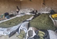 Mais de duas toneladas de maconha são apreendidas em galpão na Bahia