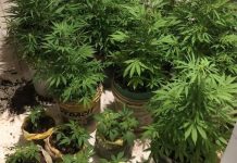 Homem é preso com 35 pés de maconha em Lençóis Homem é preso com 35 pés de maconha em Lençóis