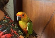 Homem é multado em R$ 29 mil após ser encontrado com pássaros dentro de casa