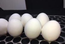 Bahia celebra o Dia do Ovo com produção recorde e apoio da agricultura familiar