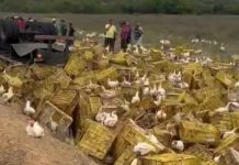 Motorista morre após carreta carregada de galinhas tombar na Bahia Motorista morre após carreta carregada de galinhas tombar na Bahia