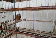 Azulão e canários da terra são resgatados em abordagem a veículo em Simões Filho Azulão e canários da terra são resgatados em abordagem a veículo em Simões Filho