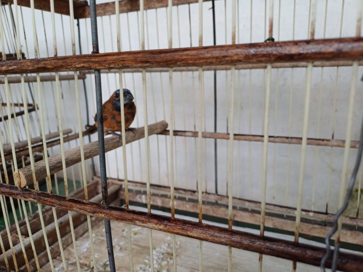 Azulão e canários da terra são resgatados em abordagem a veículo em Simões Filho