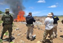 PRF, INEMA e CIPPA resgatam 965 animais silvestres em operação ambiental na Chapada Diamantina