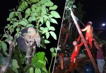 Corpo de Bombeiros resgata tamanduá-mirim no centro de Boa Vista do Tupim