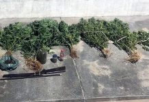 Plantação de maconha é descoberta durante treinamento da Cipe Chapada Plantação de maconha é descoberta durante treinamento da Cipe Chapada