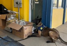 Durante a Operação Conatus, PRF apreende mais de 84 kg de maconha em ônibus interestadual